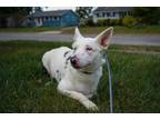 Adopt Gracie a Border Collie