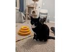Adopt Phoebe & Smudge bonded pair (adoption fee waived) a Domestic Short Hair