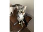 Adopt Ms. Flea a Tabby