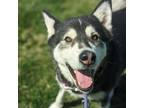 Adopt Kida a Alaskan Malamute, Husky