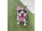 Adopt Montee a American Staffordshire Terrier, Mixed Breed