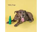 Adopt Valley Forge a Great Dane