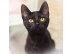 Adopt Morgan a Domestic Short Hair