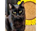 Adopt Mildred (Laid back & Loves everyone) a Domestic Short Hair