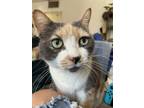 Adopt Callista a Domestic Short Hair