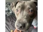 Adopt Missy a American Staffordshire Terrier, Mixed Breed