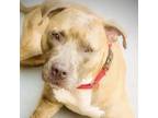 Adopt Gucci a Pit Bull Terrier