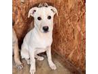 Adopt Phelps pup 1/Shay a Labrador Retriever, Mixed Breed