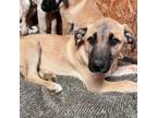 Adopt Phelps pup 6/Blue Girl a Labrador Retriever, Mixed Breed