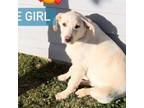Adopt Phelps pup 5/Skye Girl a Labrador Retriever, Mixed Breed