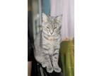 Adopt Daphne a American Shorthair, Tabby