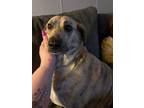 Adopt Raven a Catahoula Leopard Dog