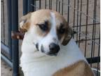 Adopt MONTANA a Jack Russell Terrier, Labrador Retriever