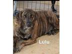 Adopt Lulu a Labrador Retriever