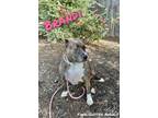 Adopt Brandi a Pit Bull Terrier