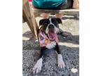 Adopt Olivia a Staffordshire Bull Terrier