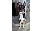 Adopt Mercedes a Australian Cattle Dog / Blue Heeler