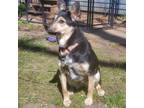 Adopt Laurel a Cattle Dog, Shepherd