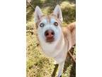 Adopt Everest a Husky, Mixed Breed