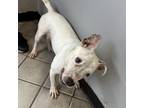 Adopt Snowflake a American Staffordshire Terrier