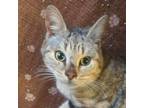 Adopt [phone removed] "Carmen" a Domestic Short Hair