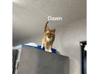 Adopt Dawn a Domestic Short Hair