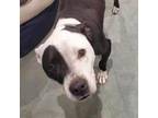 Adopt Daisy a Pit Bull Terrier