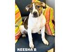 Adopt Keesha B a Pit Bull Terrier, Hound