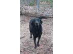 Adopt Ethel a Labrador Retriever