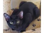 Adopt Midnight a Domestic Short Hair