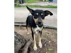 Adopt Charlotte a Lancashire Heeler