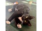 Adopt Jake & Jewel (See video!) a Tuxedo, Domestic Short Hair