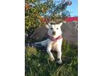 Adopt Alaska a Jindo, Carolina Dog