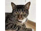 Adopt Kitty a Domestic Short Hair