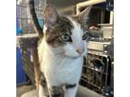 Adopt Orion a Domestic Short Hair