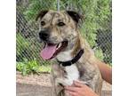 Adopt DOBBIE a Catahoula Leopard Dog, Greyhound