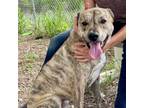 Adopt DOBBIE a Catahoula Leopard Dog, Pit Bull Terrier