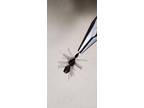 FLY Fishing Flies - Bugs/Insect- ANT Fly #8 Hook - Wild Turkey Feathers
