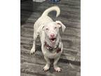 Adopt Bo-Albino beagle! a Beagle