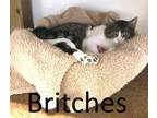 Adopt Britches a Tabby, Domestic Short Hair