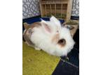 Adopt Astro a Lionhead