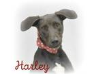 Adopt Harley a Labrador Retriever