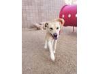 Adopt Rocky a Yellow Labrador Retriever, Chow Chow