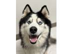 Adopt Luke a Siberian Husky, Alaskan Malamute