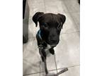 Adopt Jax a Labrador Retriever