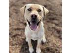 Adopt Butch - Foster and/or Adopter a Labrador Retriever