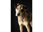 Adopt Burt a Catahoula Leopard Dog, Anatolian Shepherd