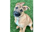 Adopt Clay a Belgian Shepherd / Malinois, Pit Bull Terrier