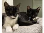 Adopt Curly and Mo - Bonded a Domestic Short Hair, Tuxedo