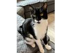 Adopt Curly and Mo - Bonded a Domestic Short Hair, Tuxedo